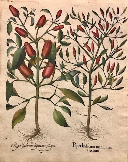 Besler Basilius (1561-1629) I. Piper Indicum minimum erectum II. Piper Indicum bifurcata siliqua 1613 Norimberga 